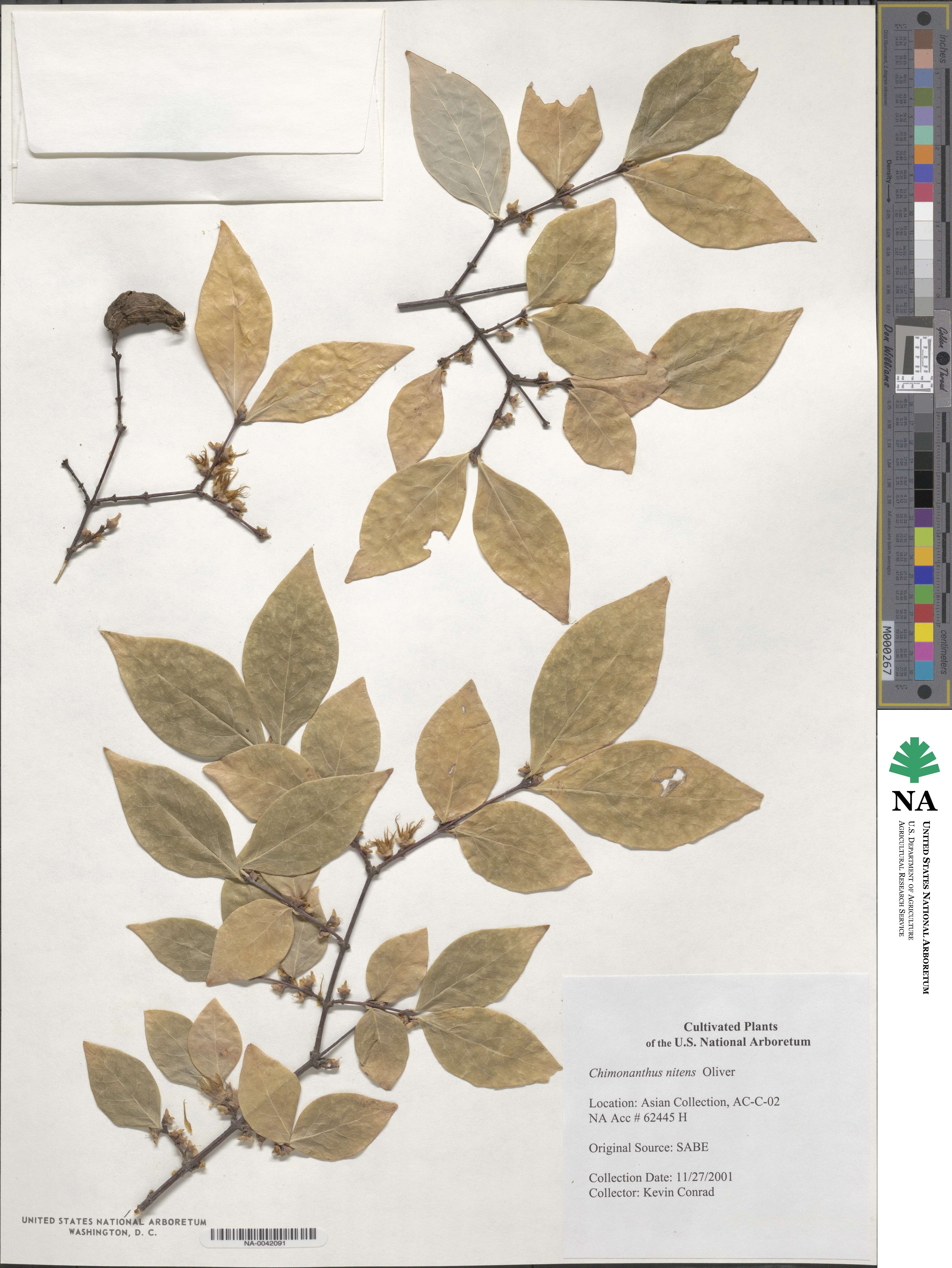 Chimonanthus nitens image