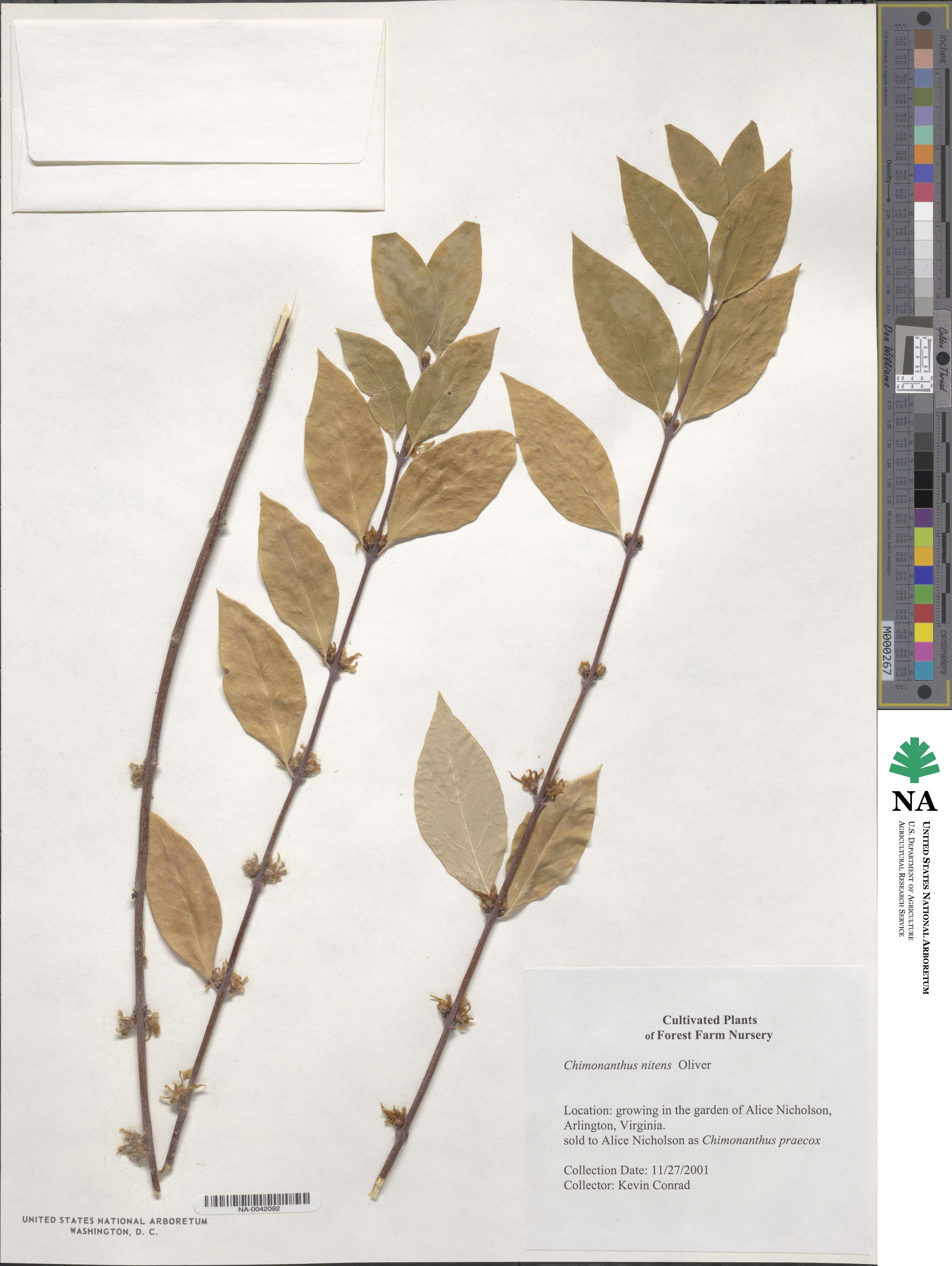 Chimonanthus nitens image