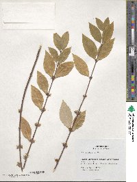 Chimonanthus nitens image