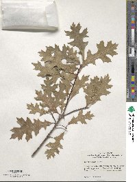 Quercus texana image