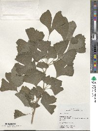 Ginkgo biloba image