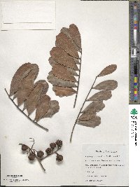 Image of Cupaniopsis anacardioides