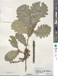 Quercus macranthera image