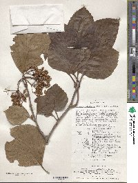 Viburnum japonicum var. boninsimense image