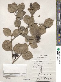 Viburnum carlesii var. bitchiuense image