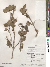 Viburnum carlesii var. bitchiuense image