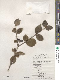 Viburnum carlesii image