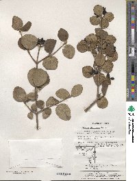 Viburnum carlesii image