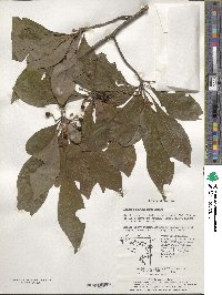 Lindera erythrocarpa image