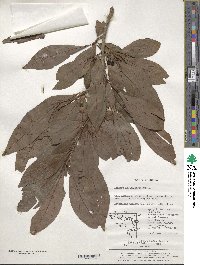 Lindera erythrocarpa image