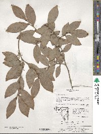 Lindera glauca image