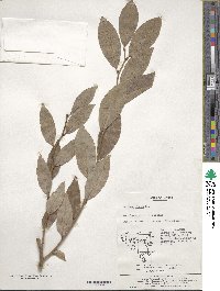 Lindera glauca image