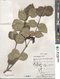 Viburnum carlesii image