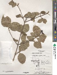 Viburnum carlesii var. bitchiuense image