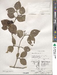 Viburnum carlesii var. bitchiuense image