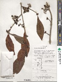 Lindera erythrocarpa image