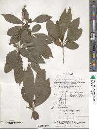 Lindera erythrocarpa image