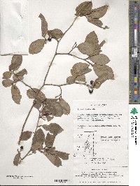 Lindera glauca image