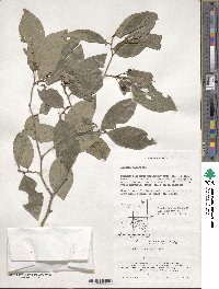 Lindera glauca image