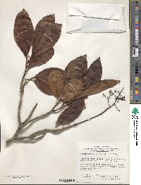 Viburnum odoratissimum image