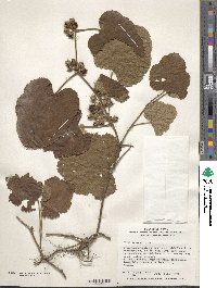 Image of Rubus buergeri