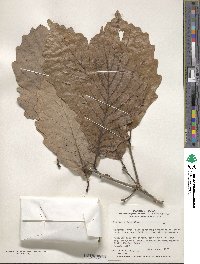 Quercus aliena image