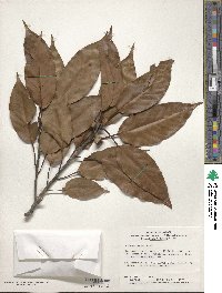 Quercus acuta image