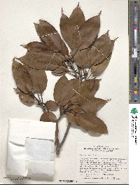 Quercus acuta image