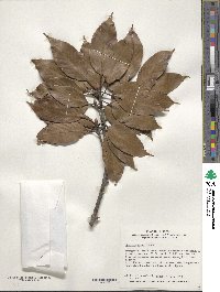 Quercus acuta image