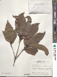 Quercus aliena image