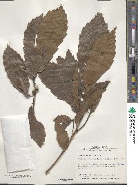 Quercus aliena image