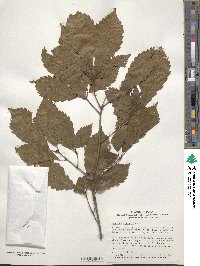 Quercus serrata image