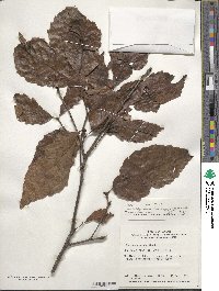 Quercus serrata image