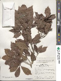 Quercus serrata image