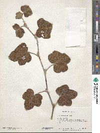 Rubus formosensis image