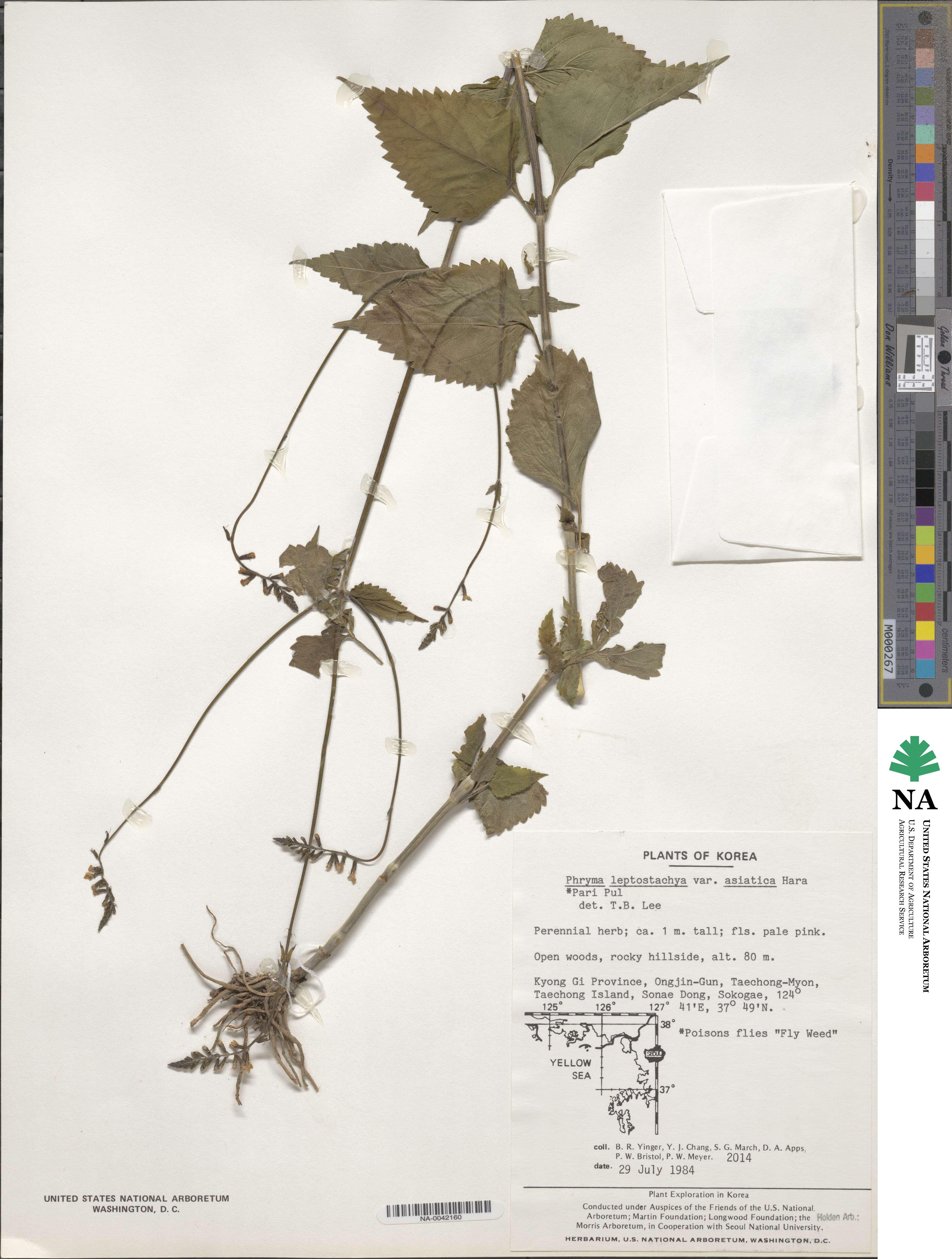 Phryma nana image