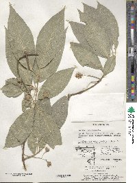 Euonymus hamiltonianus image