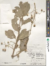 Euonymus hamiltonianus image