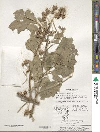 Euonymus hamiltonianus image