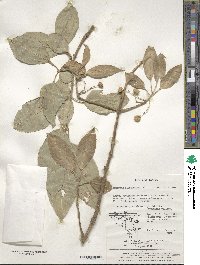 Euonymus hamiltonianus image