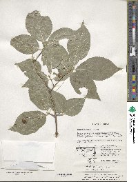 Euonymus oxyphyllus image