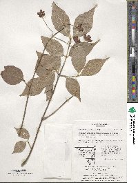 Euonymus oxyphyllus image