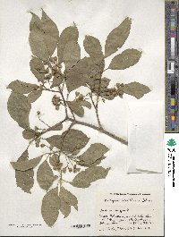 Euonymus hamiltonianus image