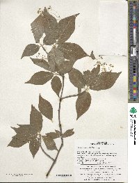 Euonymus oxyphyllus image