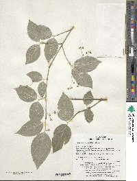 Euonymus oxyphyllus image