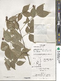 Euonymus oxyphyllus image