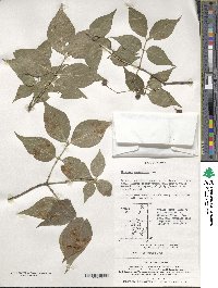 Euonymus oxyphyllus image