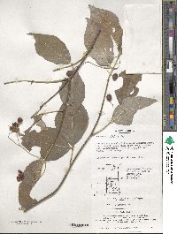 Euonymus oxyphyllus image