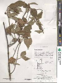 Euonymus oxyphyllus image