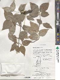 Euonymus oxyphyllus image